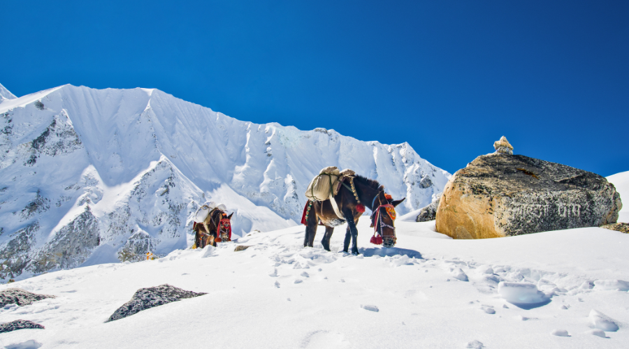 How to Save Money on Your Manaslu Circuit Trek Cost