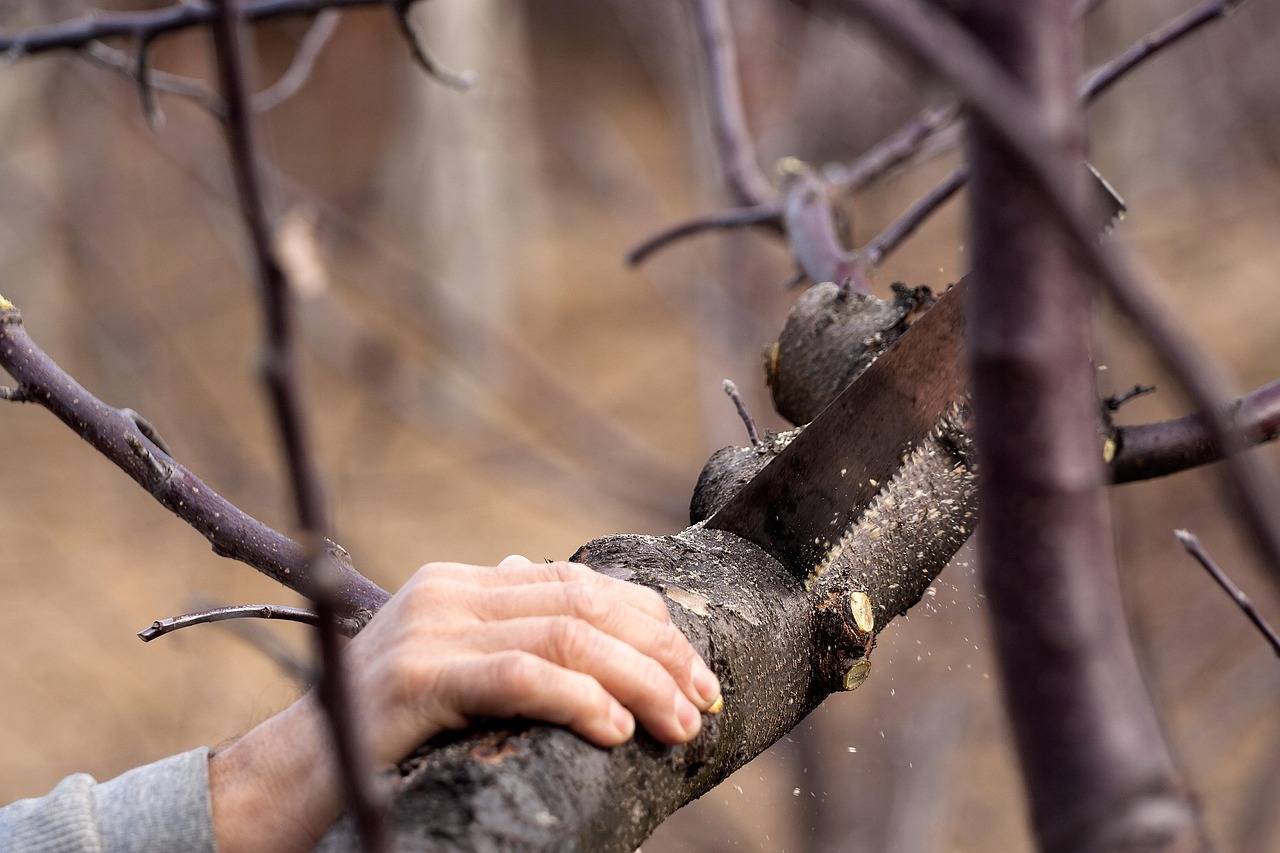 Why Choose an Eco Funeral for a Sustainable Goodbye?