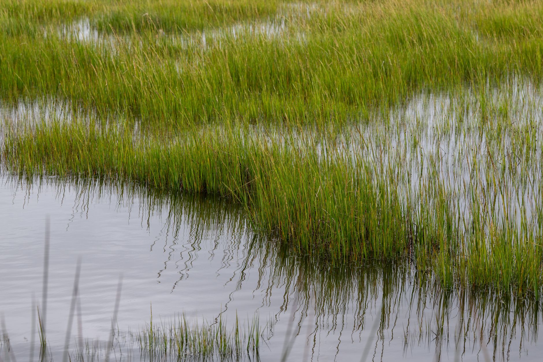 Marsh shares rise