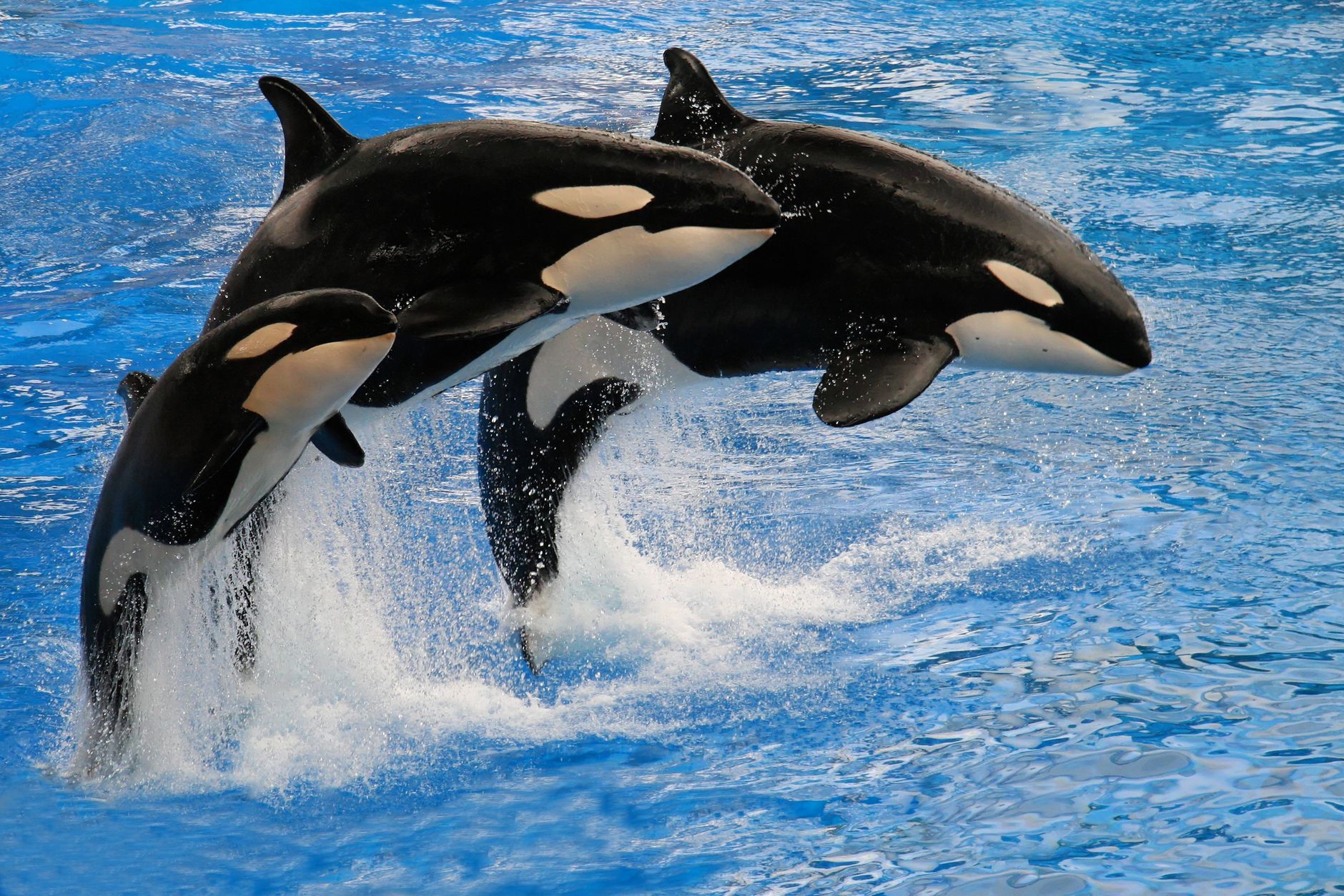 ORCA price surge